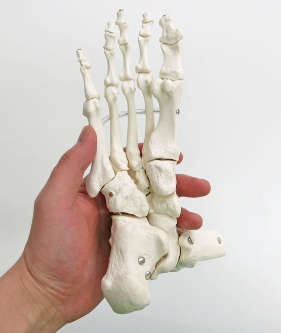 3B Scientific Loose Foot and Ankle Skeleton Model + free anatomy software - 3B Smart Anatomy - Image 3