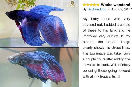 SunGrow Mini Catappa Indian Almond Leaves, Best Way to Create Tropical Rainforest Environment for Betta & Gouramis, Beneficial Leaf Conditions Water, Boosts Health, and breeding Chances - Image 3