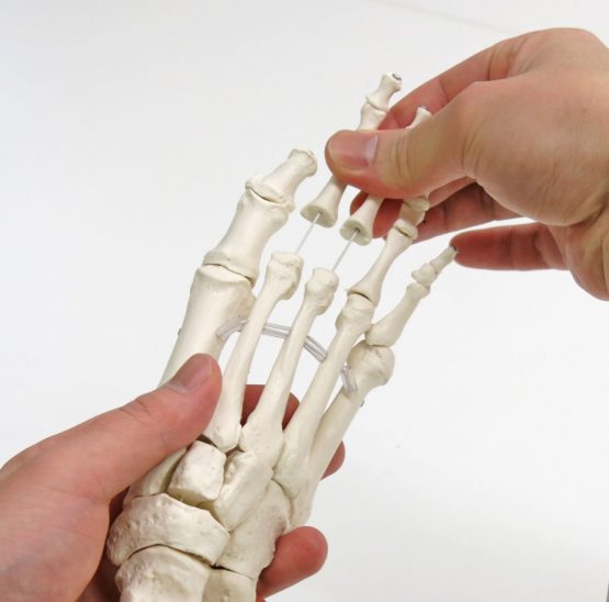 3B Scientific Loose Foot and Ankle Skeleton Model + free anatomy software - 3B Smart Anatomy - Image 4