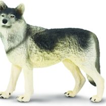 Gray Wolf