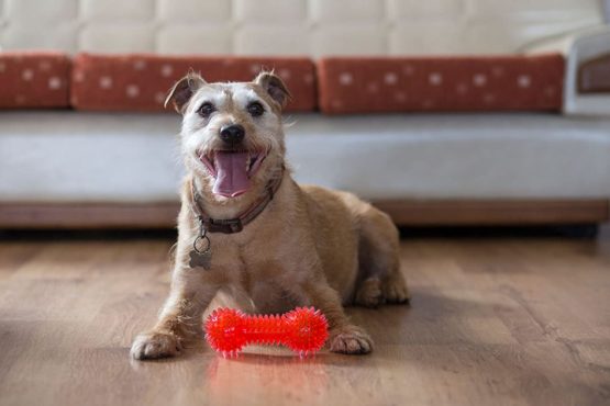 Gor Pets Flex Squeaky Dumbbell Dog Chew Toy Durable 15.5 cm , Assorted colour - Image 2