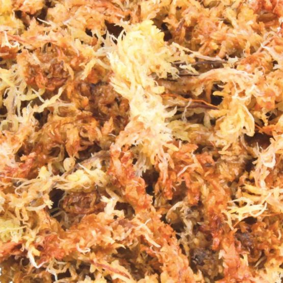 Trixie Sphagnum Moss Tropical Terrarium Substrate Brick, 100g - Image 2