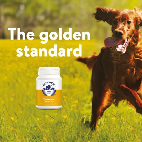 DORWEST HERBS Turmeric Tablets for dogs and cats, 100 tablets, Yellow - Image 2