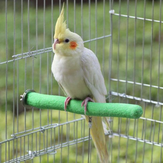 Legendog Parrot Perches, 5PCS Bird Perches Budgie Perch Cockatiel Perch Budgie Perches for Cage Training Interactive Bird Cage Perches - Image 4