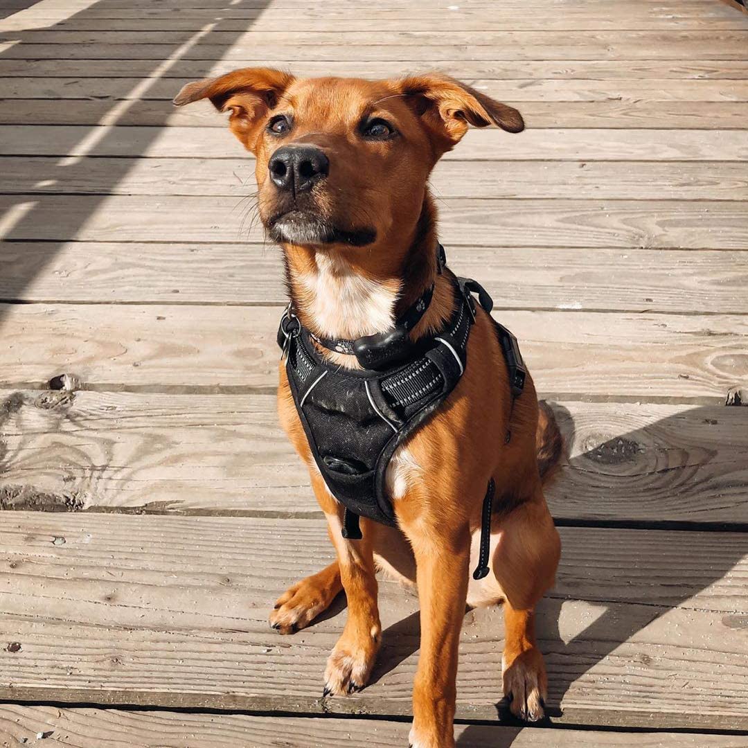 rabbitgoo Dog Harness Medium No Pull Pet Harness with 2 Leash Clips, Adjustable Soft Padded Pet Vest Harness - Image 2