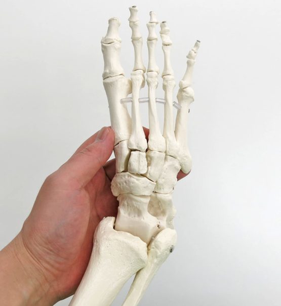 3B Scientific Loose Foot and Ankle Skeleton Model + free anatomy software - 3B Smart Anatomy - Image 2