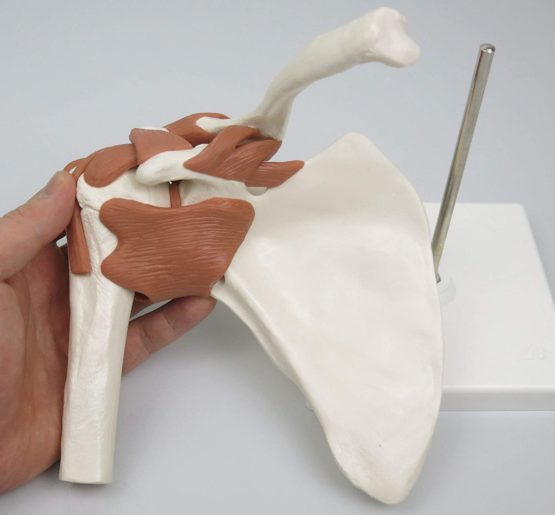 3B Scientific A80 Functional Shoulder Joint + free anatomy software - 3B Smart Anatomy - Image 3