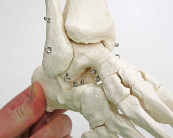 3B Scientific A31 Foot and Ankle Skeleton Model + free anatomy software - 3B Smart Anatomy - Image 4