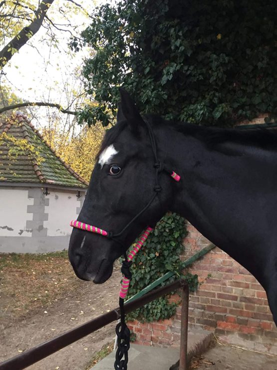 Knotted Headcollar with Knitwear for Horses - Padded at Nose and Neck, Ideal for Groundwork, Horse Training, Training (Black/Pink/Green) - Image 3