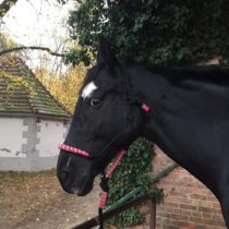 Knotted Headcollar with Knitwear for Horses - Padded at Nose and Neck, Ideal for Groundwork, Horse Training, Training (Black/Pink/Green)