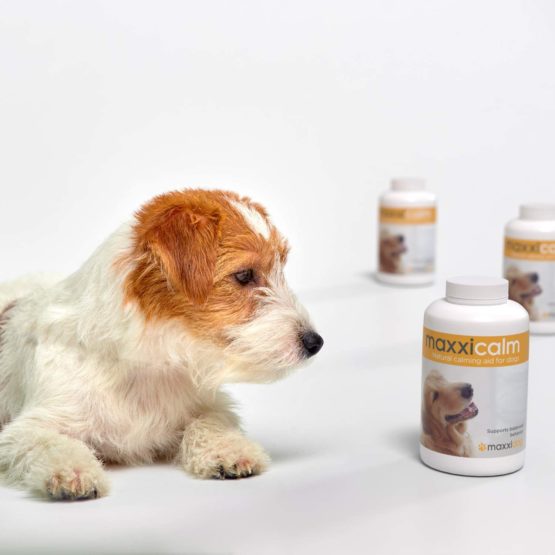 maxxipaws maxxicalm Natural Non-Drowsy Calming Aid Supplement for Dogs with Behavioural Training Guide - 120 Tasty Tablets - Image 4