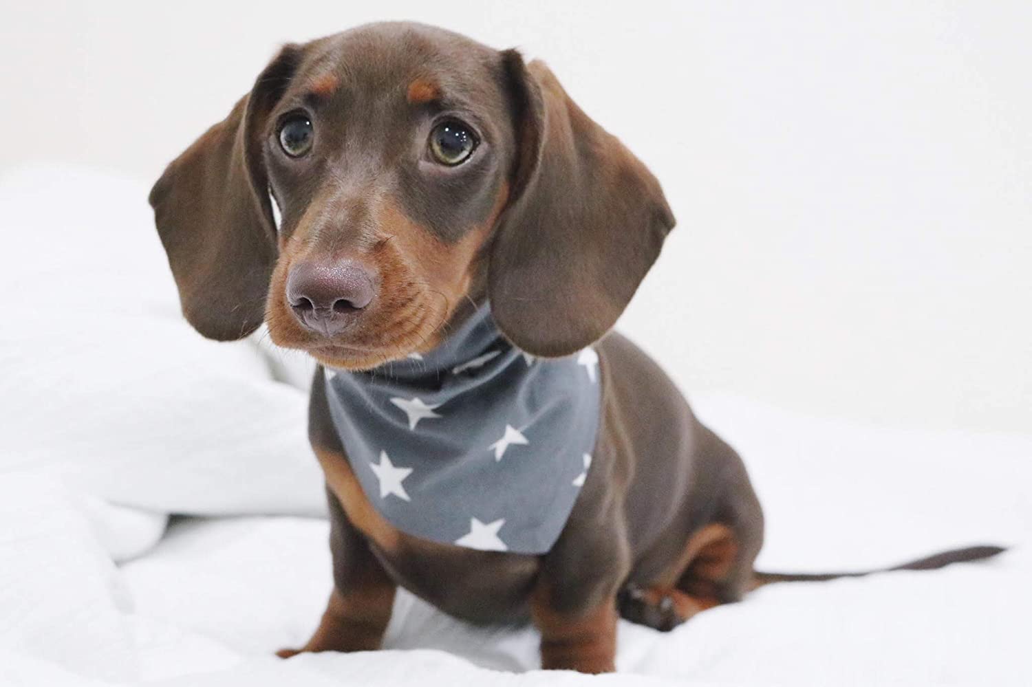 Pet Pooch Boutique Star Bandana for Dog Medium/Large, Grey, Grey Star - Image 2