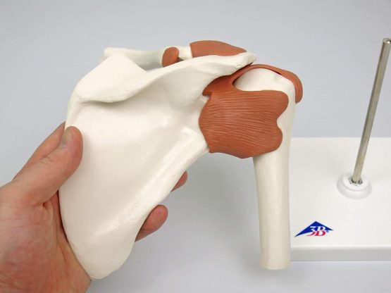 3B Scientific A80 Functional Shoulder Joint + free anatomy software - 3B Smart Anatomy - Image 4