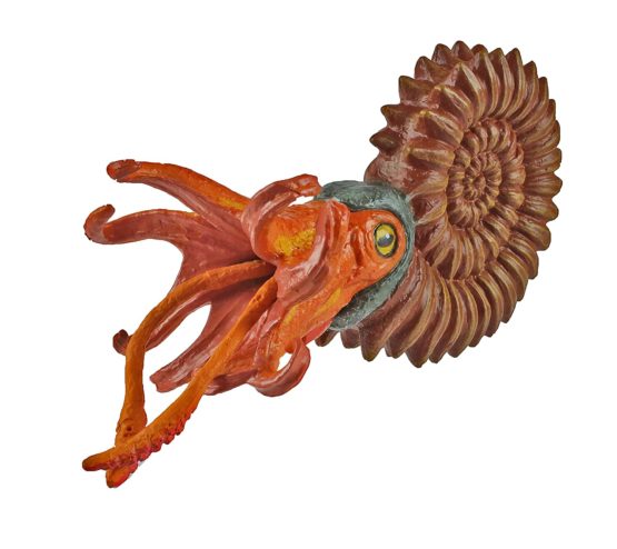 Ammonite - Image 3