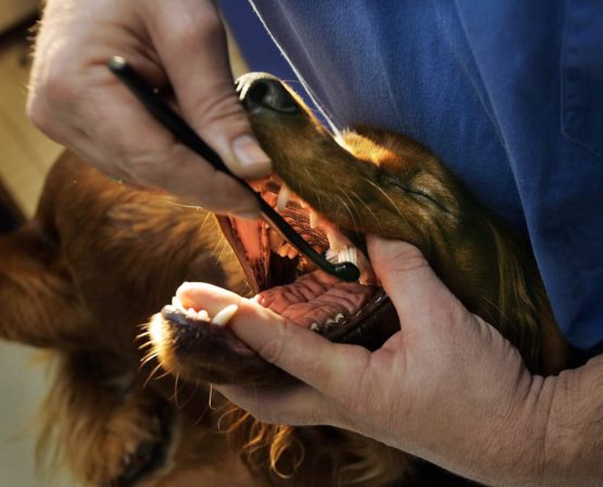 Petosan Dental Care Kit for Small Dogs - Image 3