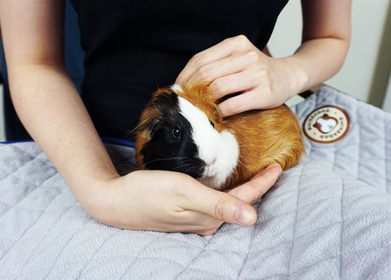 GuineaDad Liner - C&C 2x1 Size | Guinea Pig Fleece Cage Liners | Guinea Pig Bedding | Extra Absorbent Bamboo | Waterproof Bottom - Image 4