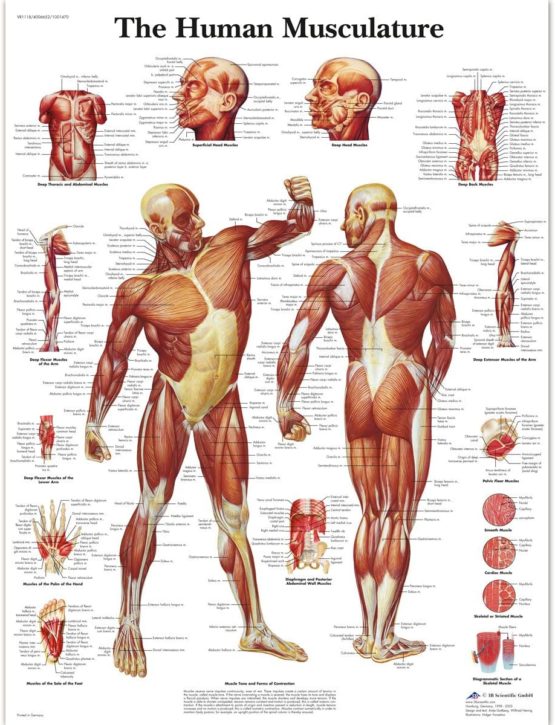 3B Scientific VR1118UU Human Anatomy - Human Musculature Chart, Paper Version 4006652