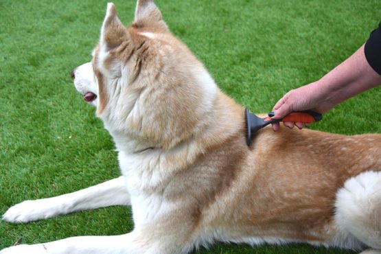 Rosewood Soft Protection Salon Grooming Small Moult Stoppa - Image 4