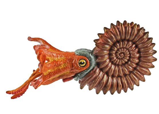 Ammonite - Image 2