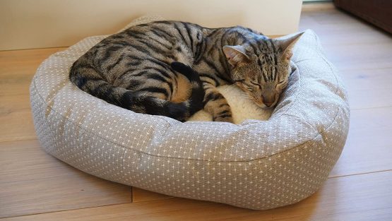 Rosewood DOTTY FELINE BED 56CM - Image 3