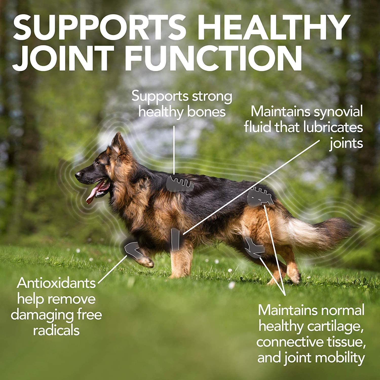 Vet's Best Advanced Hip & Joint Dog Supplements, May Vary, 60 Tablets - Image 2