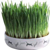 Trixie 42341 Ceramic Bowl for Cat Grass, Diameter 15 x 4 cm, 50 g
