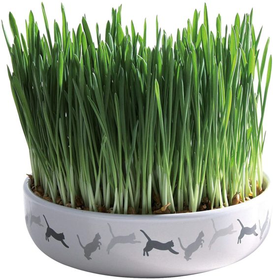 Trixie 42341 Ceramic Bowl for Cat Grass, Diameter 15 x 4 cm, 50 g