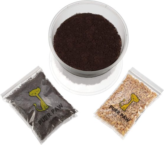 purr paw Organic Cat Grass Plants for Indoors (x4) Grow Kits - Just Add Water - Image 2