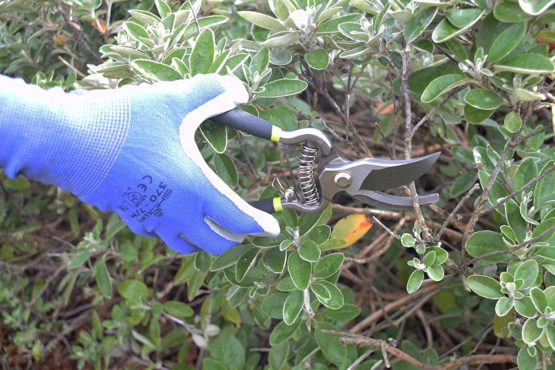 Spear & Jackson CUTTINGSET8K Kew Gardens Collection Secateurs Set, Multi-Colour - Image 4