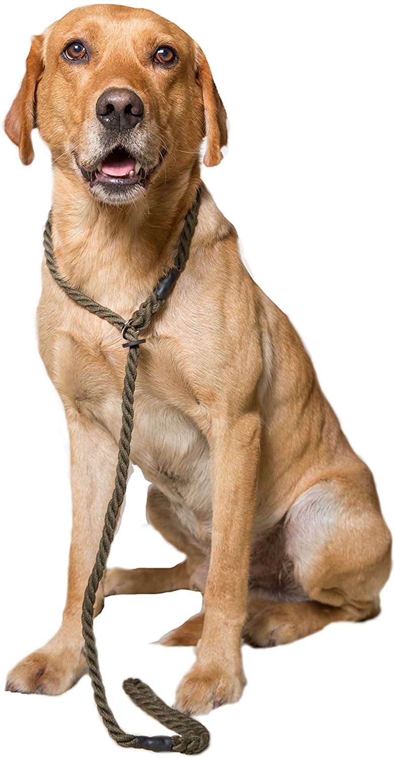 Dog & Field Deluxe Gundog Slip Lead - Image 3