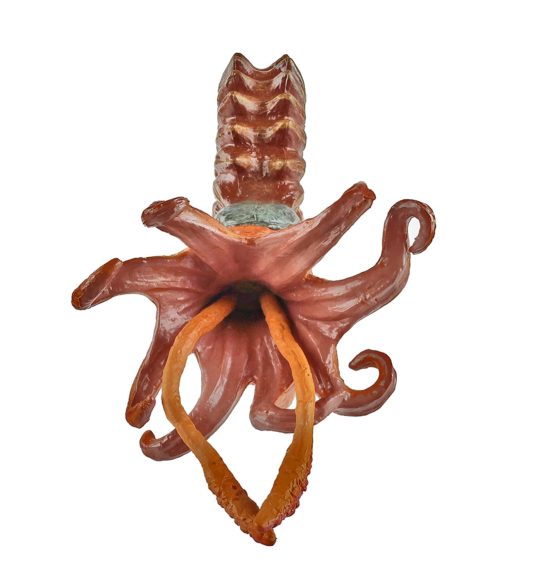 Ammonite - Image 4