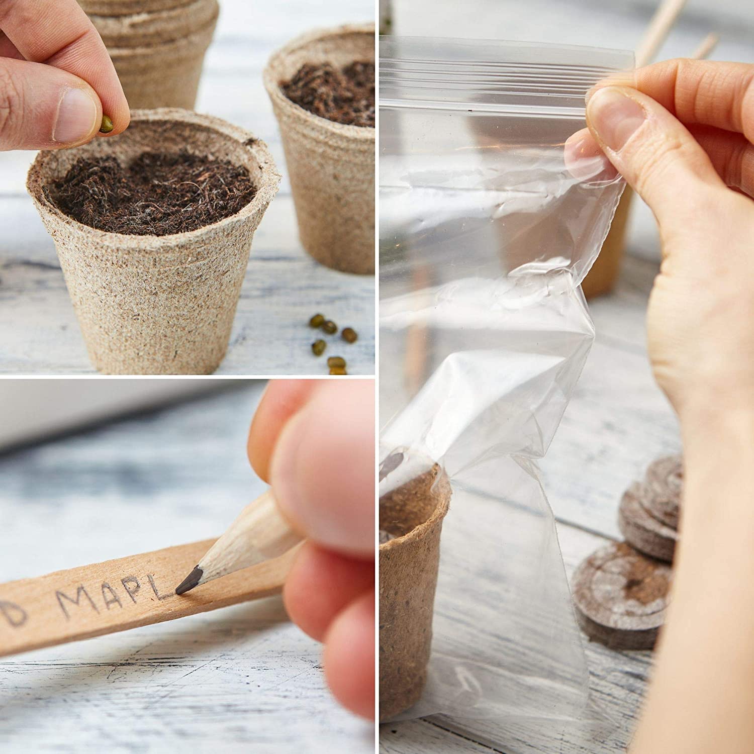 Urban Sprout Bonsai Tree Kit Grow Your Own Bonsai Trees from Seed Sustainable Eco Gardening