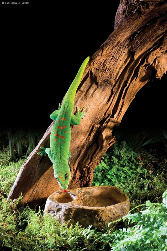 Exo Terra Gecko Dish - Image 3