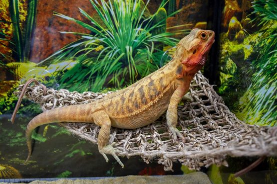 Penn Plax Lizard Lounger, 100% Natural Seagrass Fibers For Anoles, Bearded Dragons, Geckos, Iguanas, and Hermit Crabs Triangular 10 x 12 Inches - Image 4