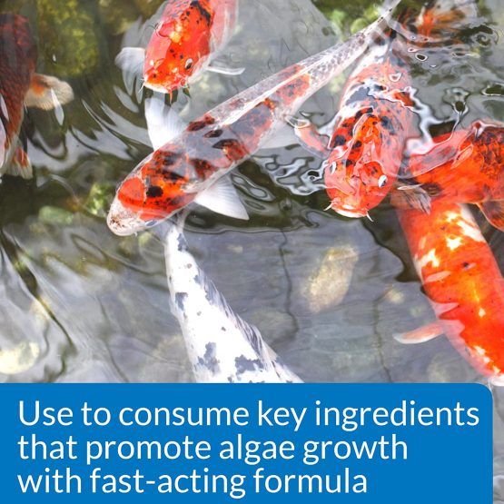 API POND ALGAE CURE Control Solution, Safe For Pets When Used As Directed, 237 ml Bottle - Image 3