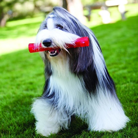 KONG - Squeezz Ball - Strong Squeaky Dog Toy, Bounces & Squeak When Punctured (Assorted Colours) - For Medium Dogs - Image 2