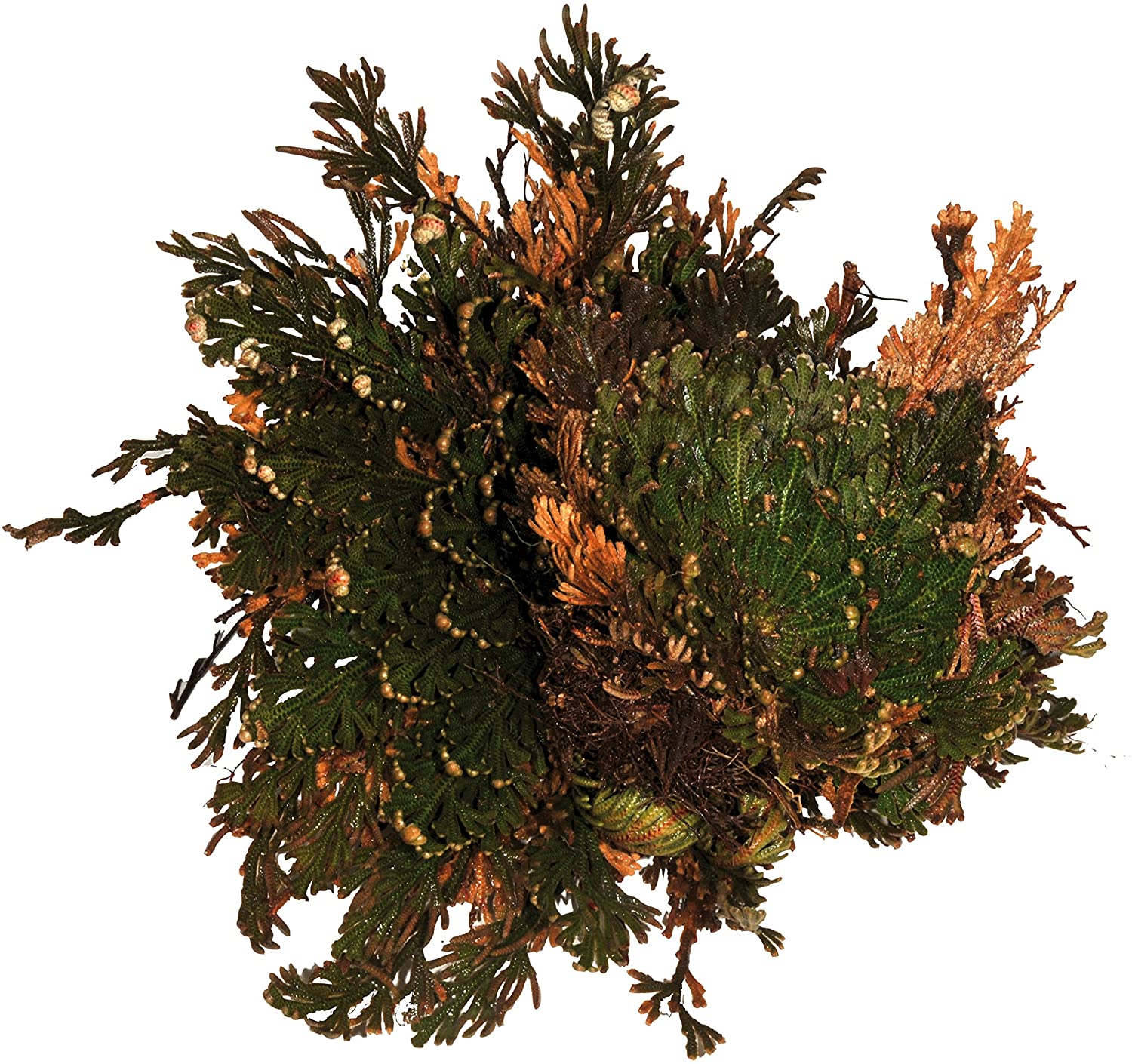Lucky Reptile DL-RJ Rose of Jericho Live Plant, green - Image 3
