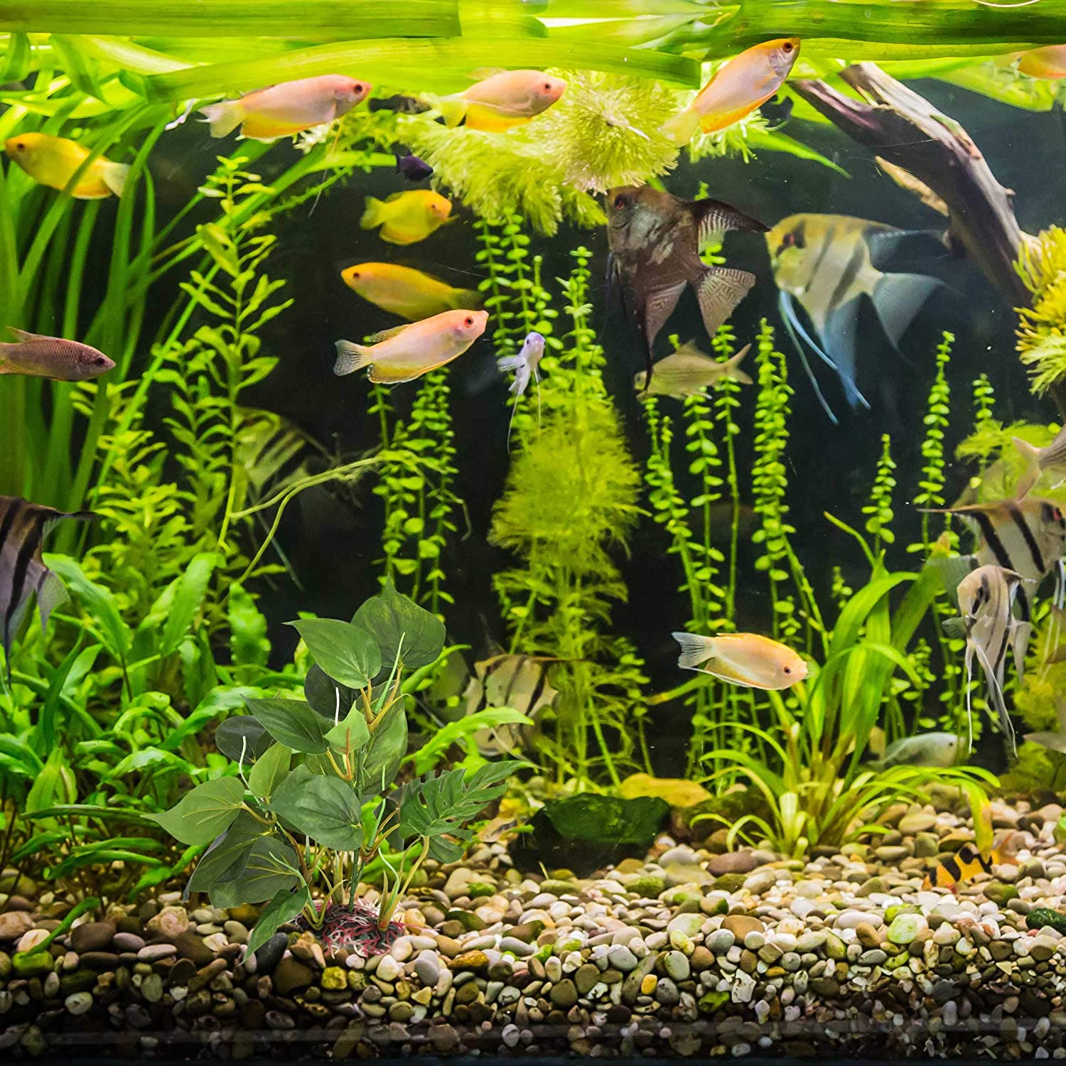 DIGIFLEX Artificial Plant for Fish Tank, Fake Decorations, Fishtank Ornament Green Leaves, 20cm, Home Aquarium - Image 3