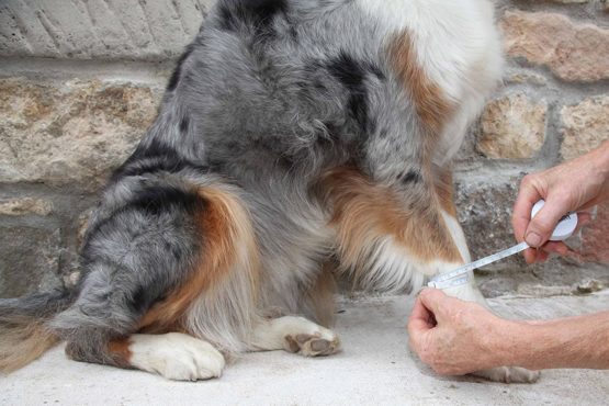 Nature Pet Dog Sports Wrist Bandage Grey / Support Bandage for Dogs (M, Grey) - Image 4