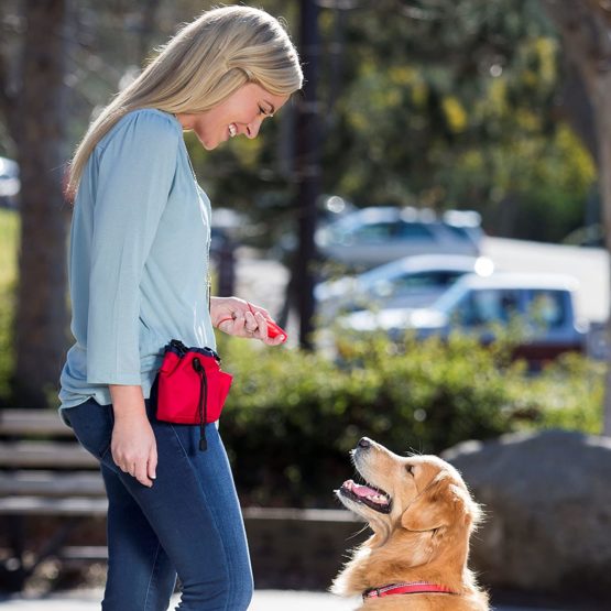 The Company of Animals Whizzclick, Clicker and Whistle Combined, Recall and Reward Training, Wrist Strap, For all Dogs Including Sensitive Dogs and Puppies - Image 4