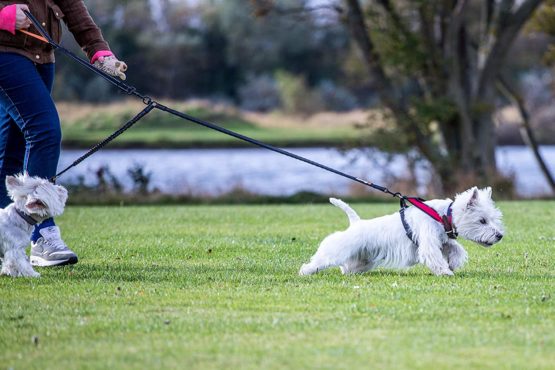 Sweetie Dog Lead Splitter – Dual Shock Absorbing Bungee Double Leash Coupler - Perfect Leads for Walking 2 Small to Medium Dogs on One Lead - No Tangle 360° Swivel Clip - Reflective Stitching - Image 4