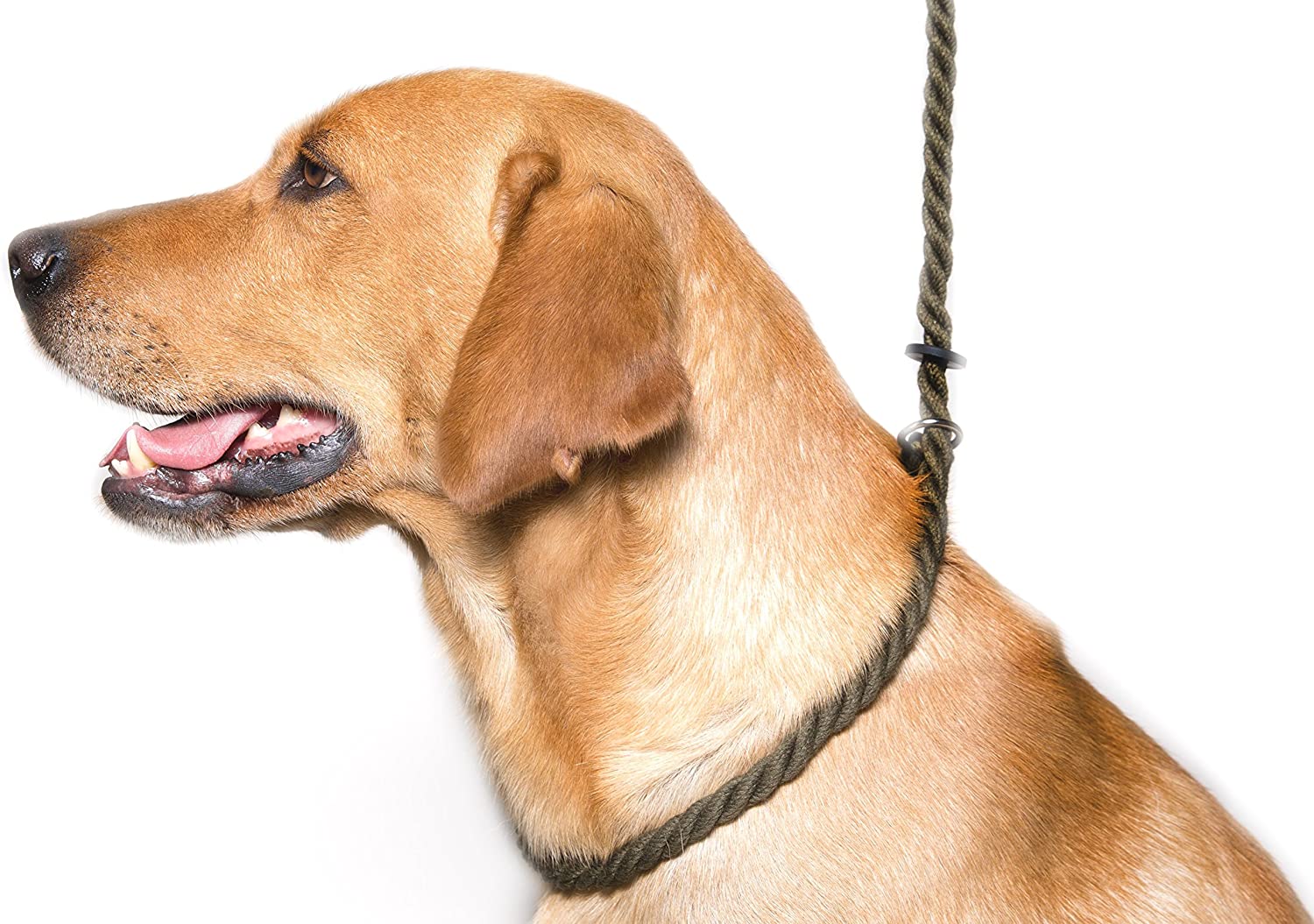 Dog & Field Deluxe Gundog Slip Lead