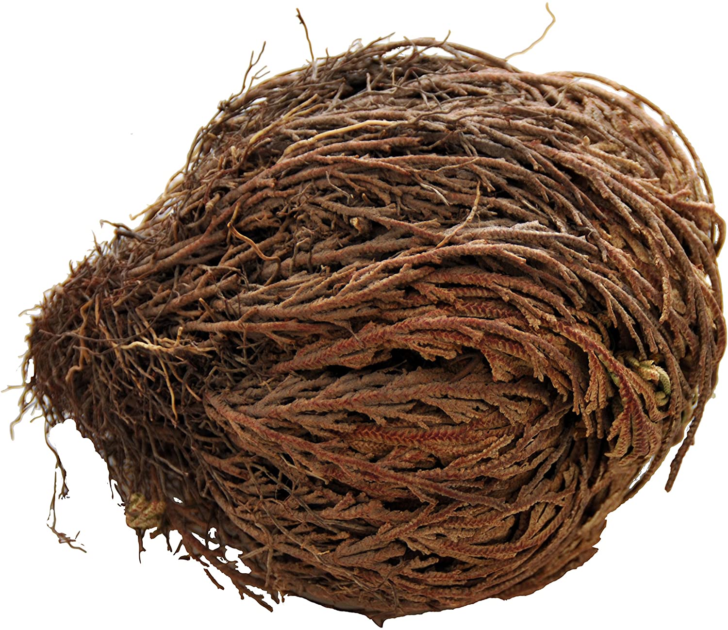 Lucky Reptile DL-RJ Rose of Jericho Live Plant, green - Image 2