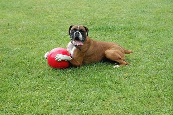 Boomer Ball, Small, Assorted colors - Image 3