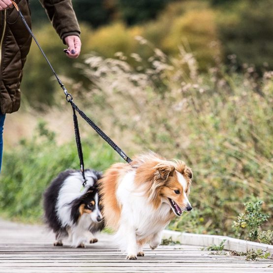 Sweetie Dog Lead Splitter – Dual Shock Absorbing Bungee Double Leash Coupler - Perfect Leads for Walking 2 Small to Medium Dogs on One Lead - No Tangle 360° Swivel Clip - Reflective Stitching - Image 3