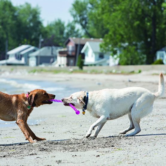 KONG - SafeStix - Strong and Flexible Dog Fetch Toy with Safe, Durable Materials (Assorted Colors) - For Small Dogs - Image 2