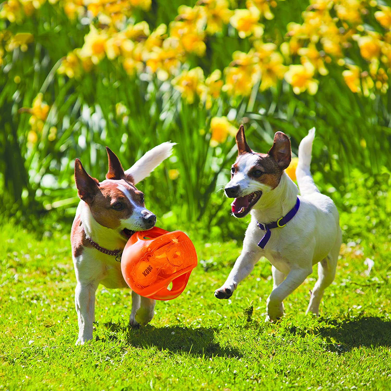 KONG Jumbler Ball - Fetch Toy with Tennis Ball For Dogs and Puppies - For Medium/Large Dogs, Blue, Red or Orange - Image 2