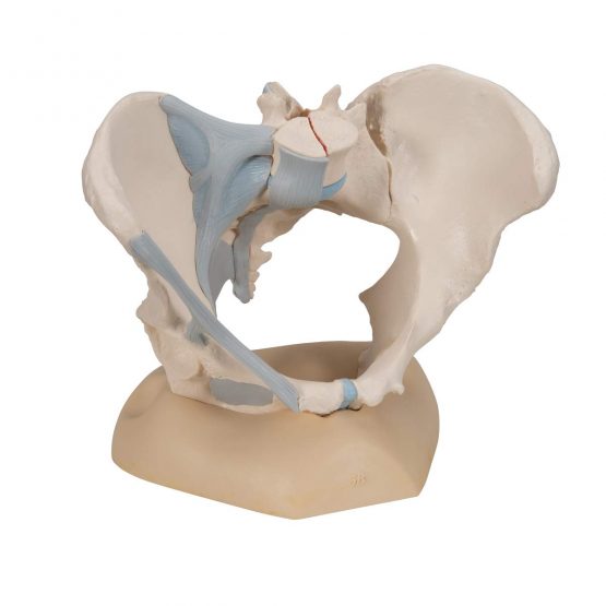 3B Scientific H20/2 Female Pelvis With Ligaments, 3 Part + free anatomy software - 3B Smart Anatomy - Image 2