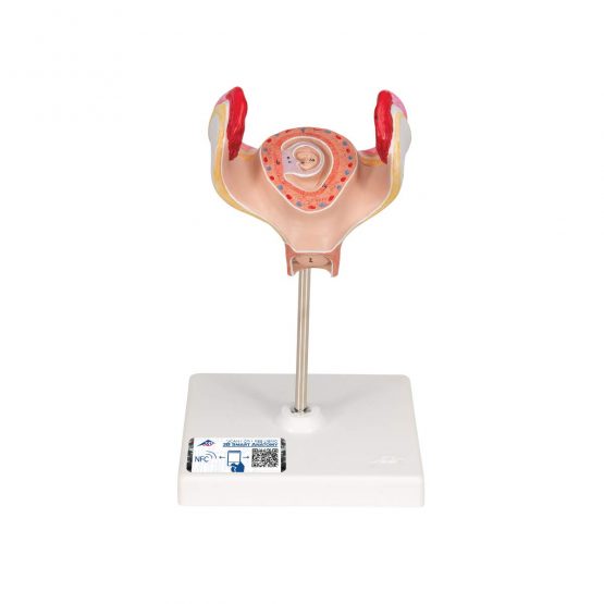 3B Scientific L10/1 1st Month Embryo Model + free anatomy software - 3B Smart Anatomy