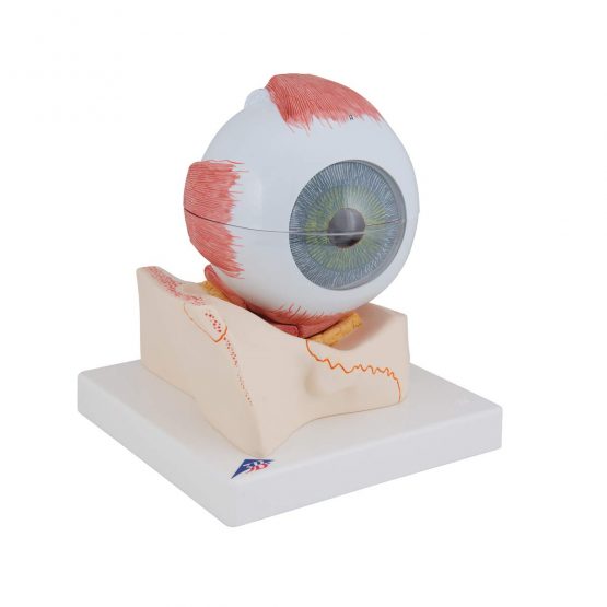 3B Scientific Eye 5 Times Full Size 7 Part + free anatomy software - 3B Smart Anatomy F11 - Image 2